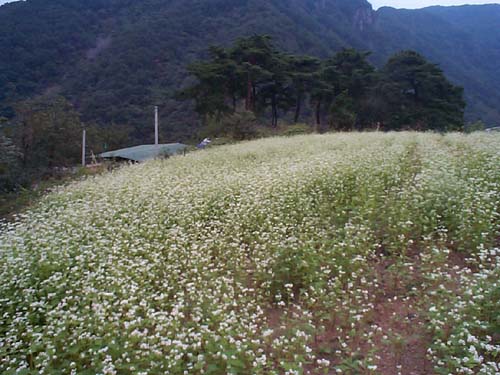 한우산 등산로 입구의 메밀밭 